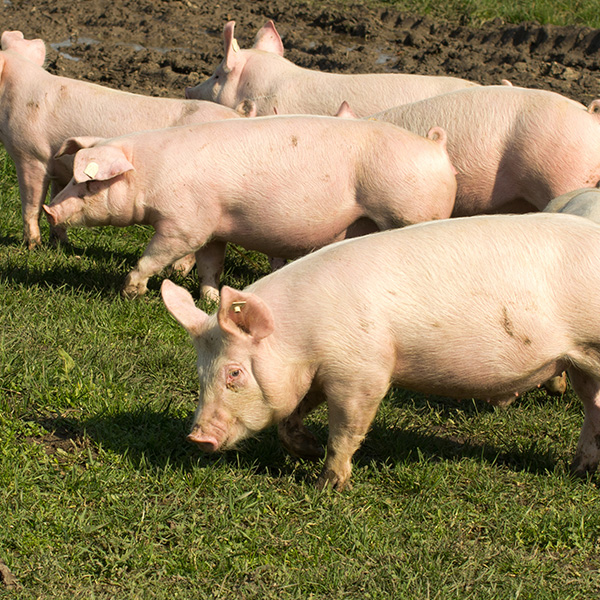 Ferme_Loranger_compostage_mortalités_animales_brome_compost_composting_Farm_mortalities