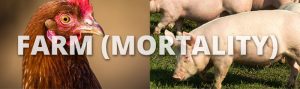 Composting animal mortality for farm biosecurity