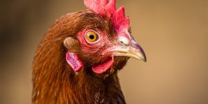 Compostage de mortalité avicole - composting poultry mortality