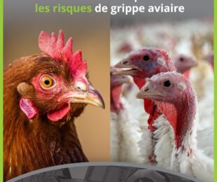 Le compostage une colution efficace pour réduire les risques de grippe avaiaire
